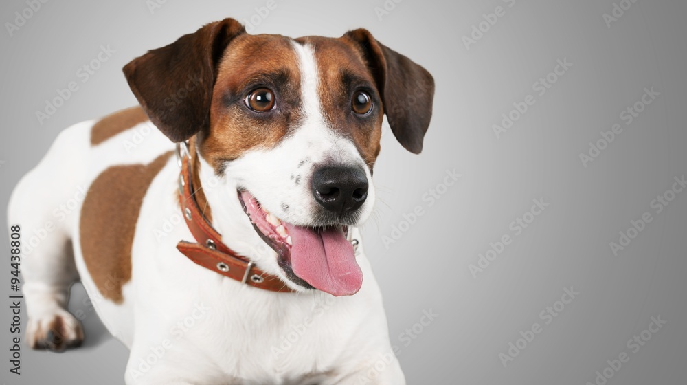 Dog. Dog.