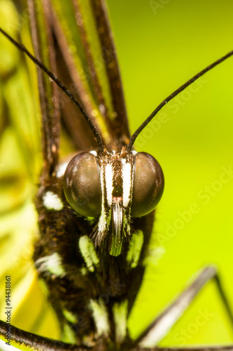 Rare Close Up Shot of Metona Grandiosa Head an Endemic Species to Ecuador Captured Near Mindo City Highlighting Its Unique Biological Significance in Conservation Studies photo