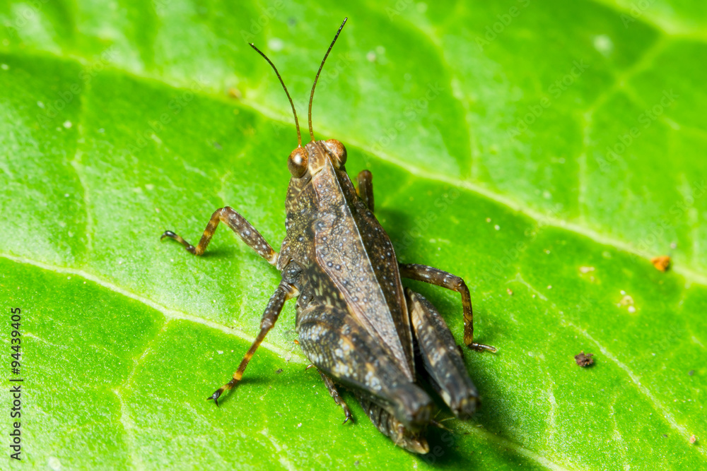 Vibrant green small grasshopper perched gracefully on a lush leaf,showcasing the beauty of nature's tiny wonders. Vibrant green small grasshopper perched gracefully on a lush leaf,showcasing the beauty of nature's tiny wonders.