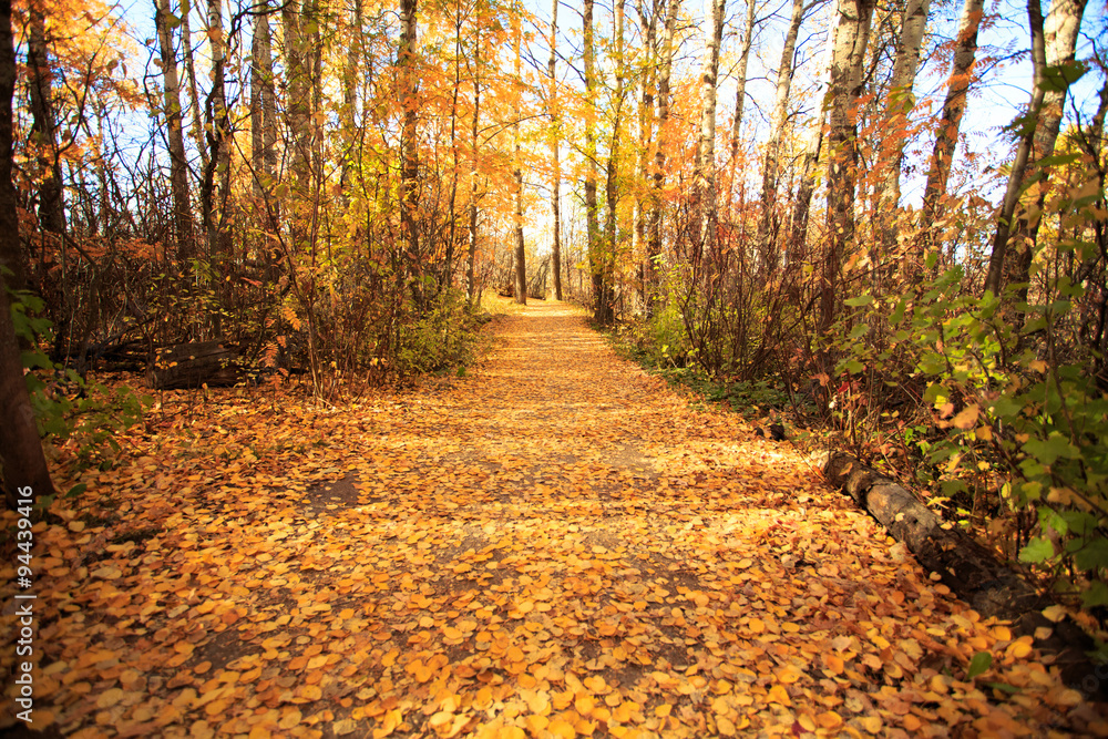 Obraz premium Landscape of Fall Colors.