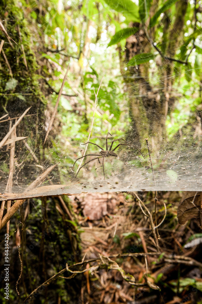 Giant spider patiently awaits its prey,ready to strike with its formidable size and deadly venom. Giant spider patiently awaits its prey,ready to strike with its formidable size and deadly venom.