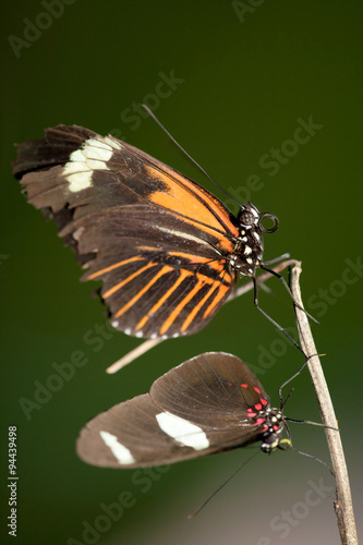 Discover the breathtaking beauty of a pair of butterflies in the lush and vibrant Ecuadorian rainforest.