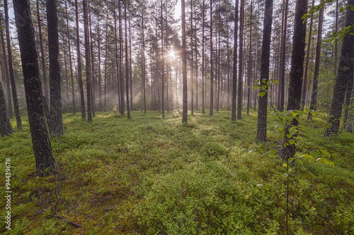 Fog in the pine forest.