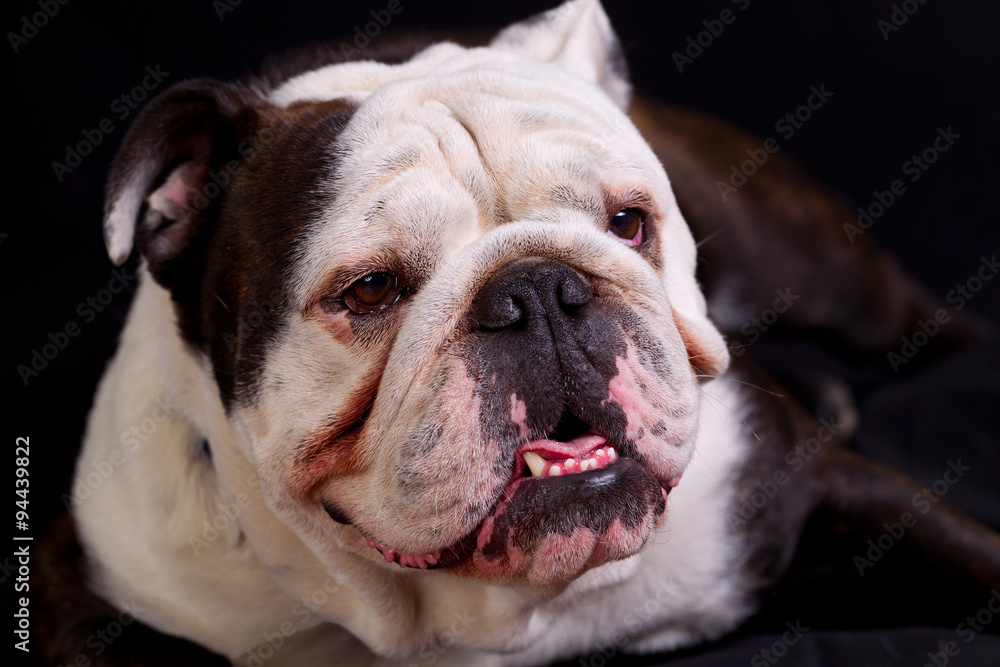 Funny Bulldog Face