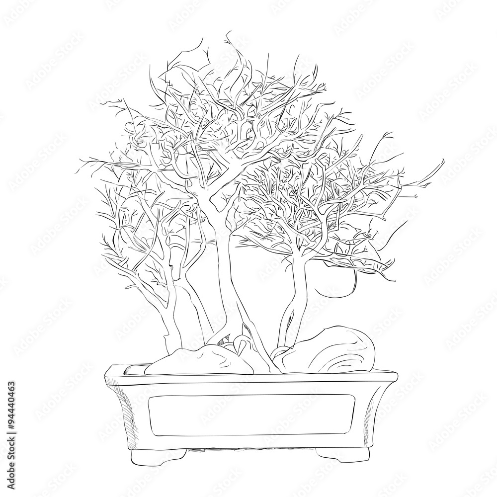 Fototapeta Vector sketch of bonsai