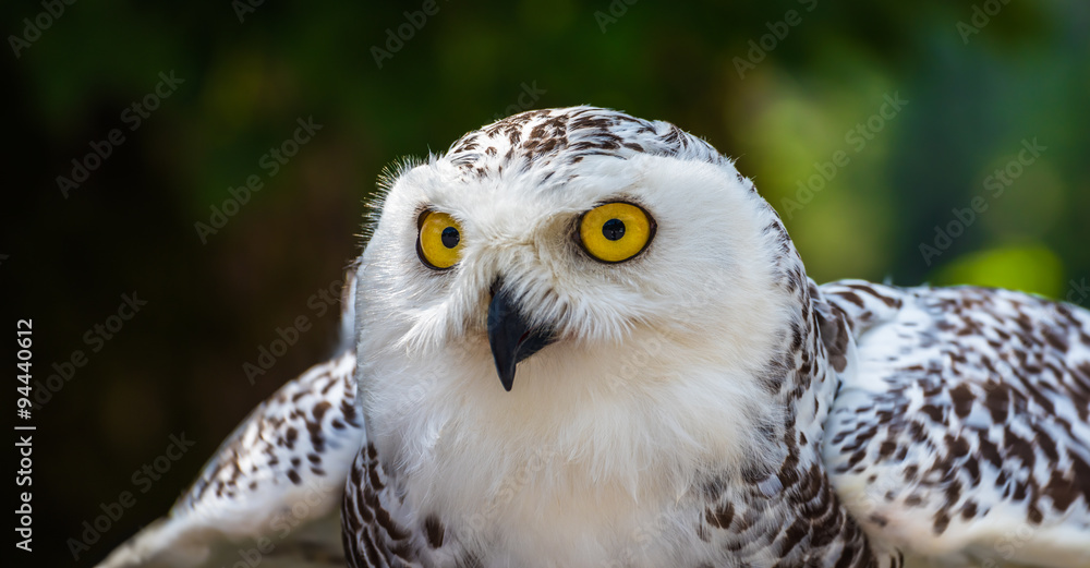 Fototapeta premium Detail of Head of Snowy Owl with Yellow Eyes - Bubo Scandiacus with Blurred Dark Green Background Ready to Fly