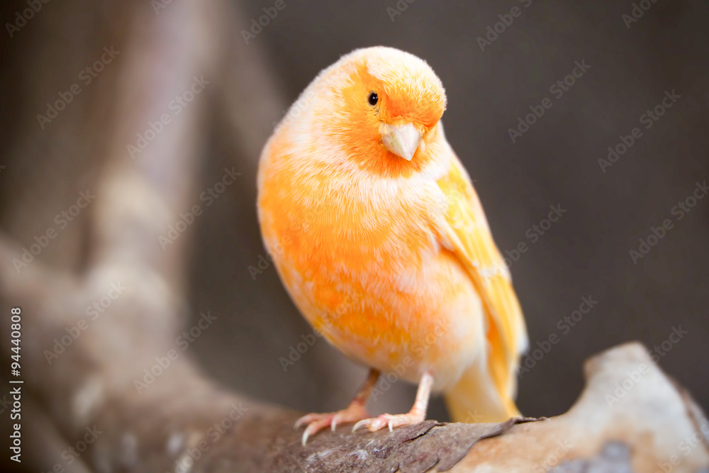 A vibrant orange Ecuadorian canary, a cheerful and melodious songbird, makes for a delightful pet with its playful and sociable nature.