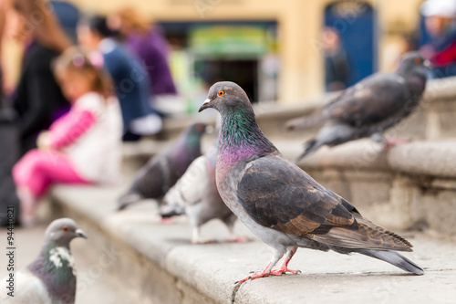 Male Pigeon In Humans Company