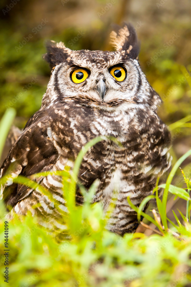 Common Owl Bird Siting On The Ground Common Owl Bird Siting On The Ground
