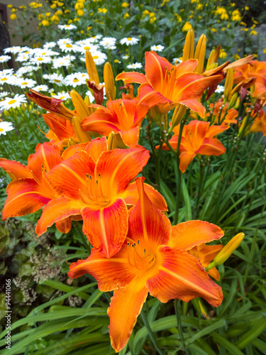Fototapeta Naklejka Na Ścianę i Meble -  Daisies and Day Lilies
