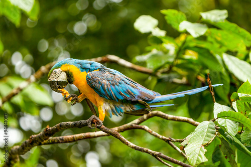Ara Macaw Parrot In Ecuadorian Amazonia