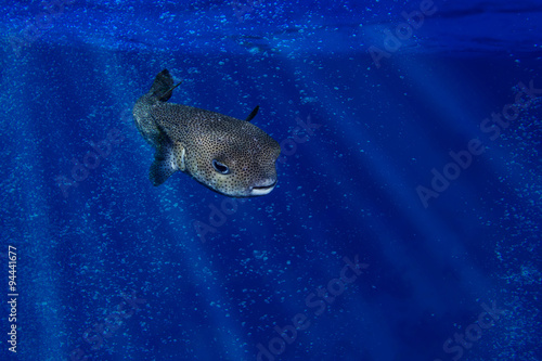 Igelfisch im blauen Meer - Diodon hystrix