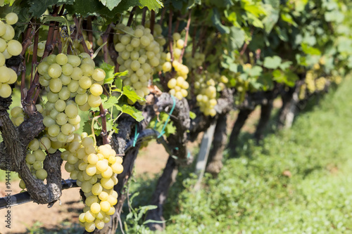 Wallpaper Mural Bunches of wine grapes hanging on the wine Torontodigital.ca