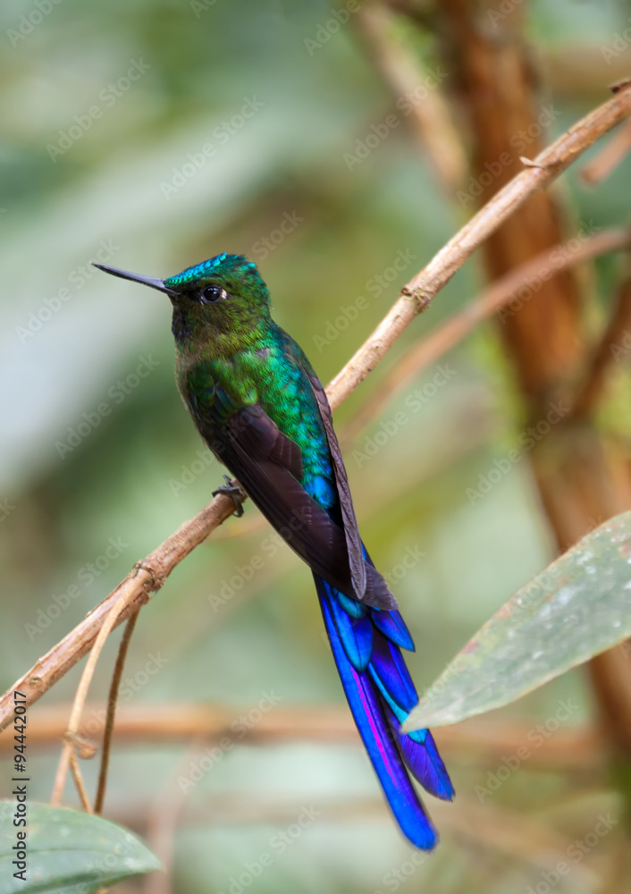 Fototapeta premium A striking hummingbird with iridescent emerald-green plumage and long vivid blue tail feathers perches on a slender branch in a lush tropical setting in Ecuador, its delicate features in soft focus.
