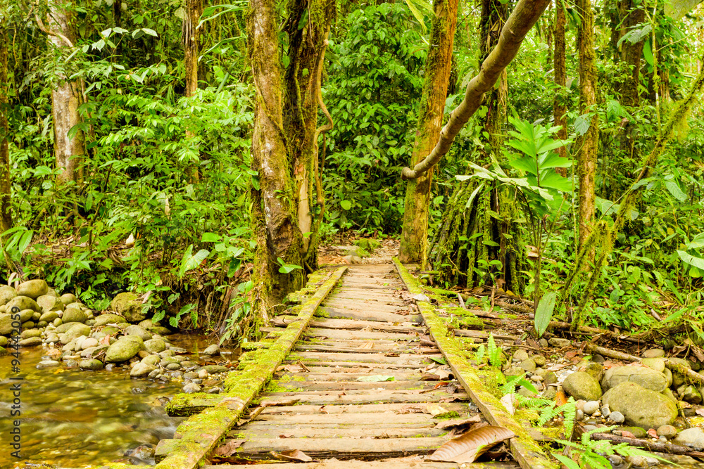 Obraz premium A rustic wooden plank bridge crosses a shallow stream in the dense green Ecuadorian rainforest, surrounded by moss-covered rocks and towering trees, a tranquil path through the jungle.