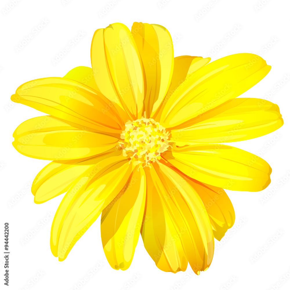 Naklejka premium Piękny żółty kwiat