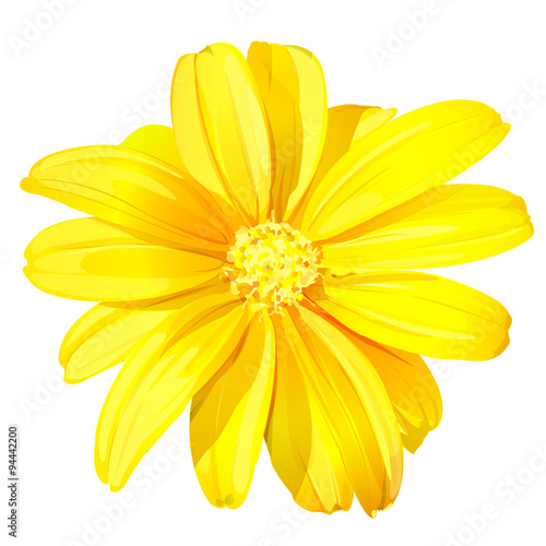 Fototapeta Naklejka Na Ścianę i Meble -  Beautiful yellow flower