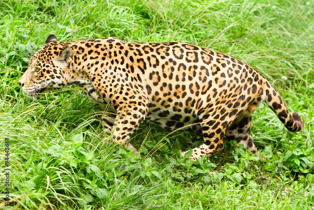 Capture stunning images of a magnificent,powerful male jaguar in its natural habitat the lush Ecuadorian tropical forest,providing an unforgettable wildlife photography experience. Capture stunning images of a magnificent,powerful male jaguar in its natural habitat the lush Ecuadorian tropical forest,providing an unforgettable wildlife photography experience.