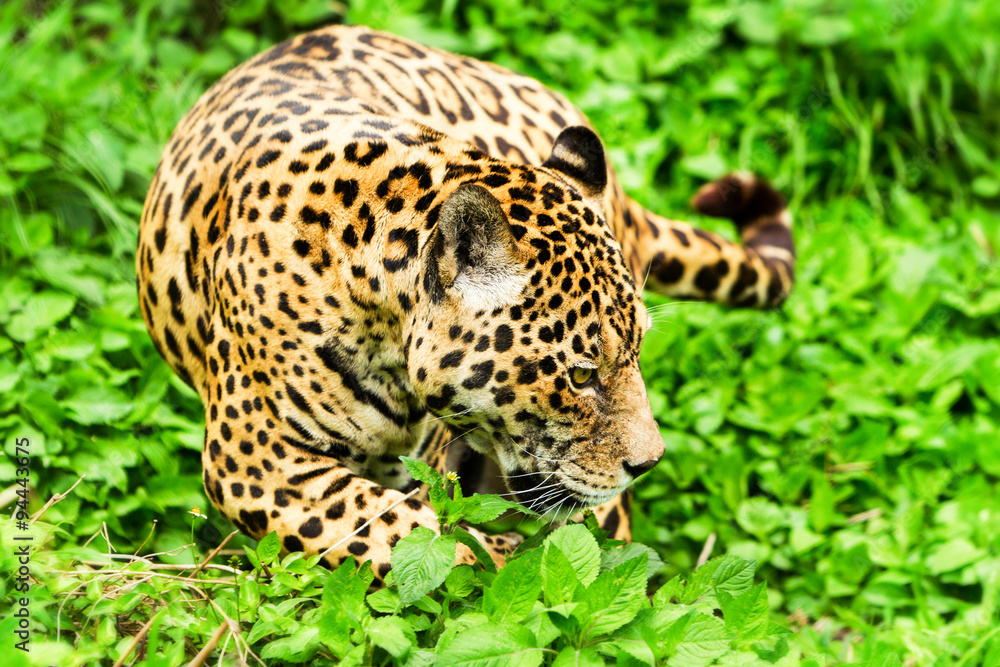 Male Wild Jaguar Cat Male Wild Jaguar Cat