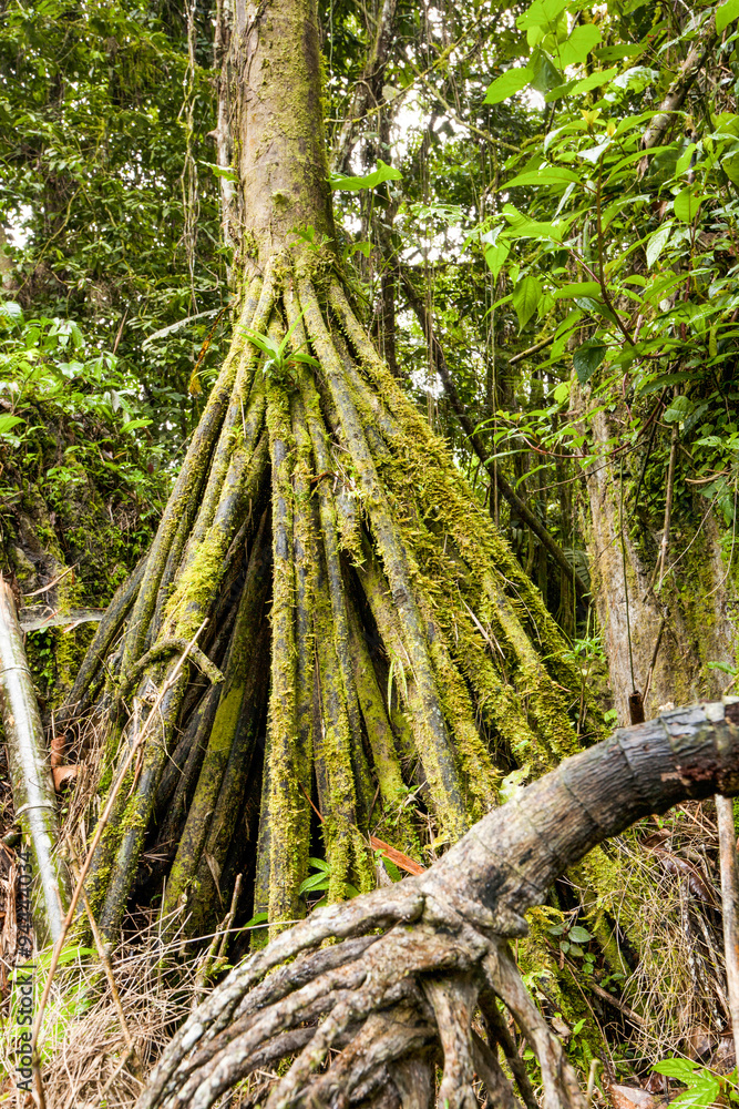 Fototapeta premium Socratea Exorrhiza Palm Tree