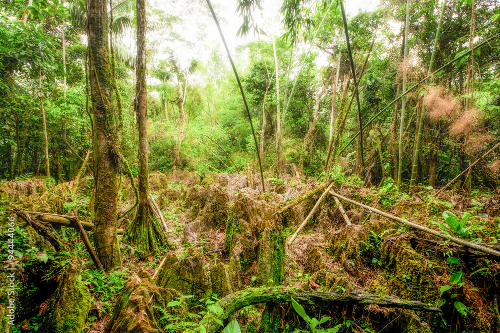 A lush Amazonian rainforest in Ecuador, showcasing the towering Socratea trees with their unique exorrhiza roots and vibrant Cashapona flora. A lush Amazonian rainforest in Ecuador, showcasing the towering Socratea trees with their unique exorrhiza roots and vibrant Cashapona flora.