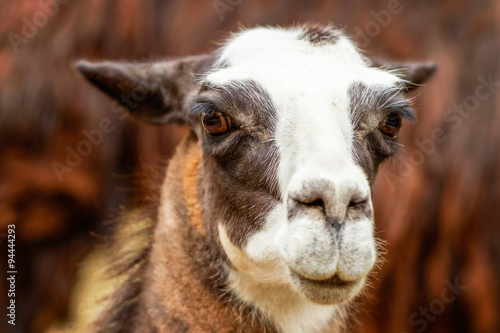 Capture the striking headshot of an adult female llama showcasing its majestic features and unique charm perfect for illustrating the beauty of this iconic Andean creature