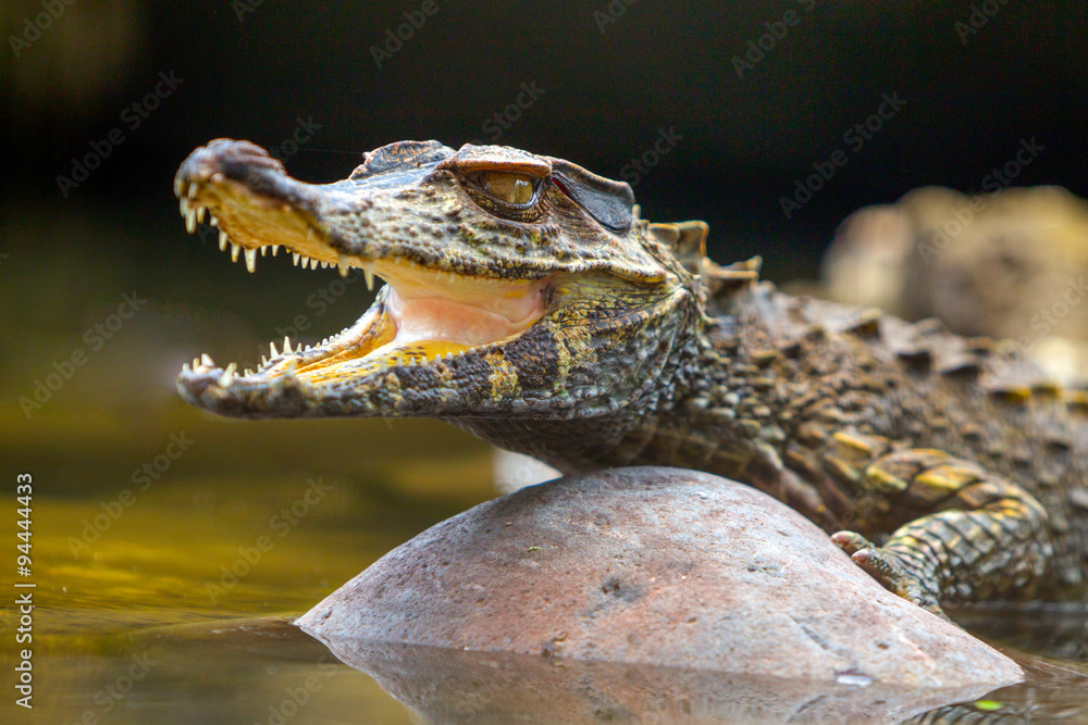 caiman amazon peru crocodile animal ecuador crocodilus small wildlife  alligator brazil tiny caiman reptile absorbing heat shot in the wild in  amazonian basin in ecuador Stock-Foto | Adobe Stock