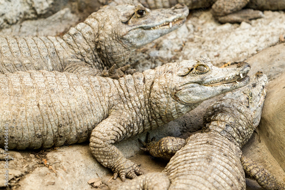 A mesmerizing sight of a group of caimans patiently awaiting the sunrise at a picturesque small port in the enchanting Ecuadorian Amazonia. A mesmerizing sight of a group of caimans patiently awaiting the sunrise at a picturesque small port in the enchanting Ecuadorian Amazonia.