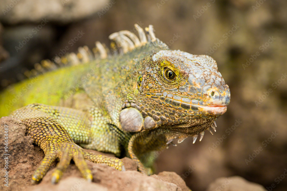 Young female iguana camouflaged and concealed on the ground,blending seamlessly into her natural habitat. Young female iguana camouflaged and concealed on the ground,blending seamlessly into her natural habitat.