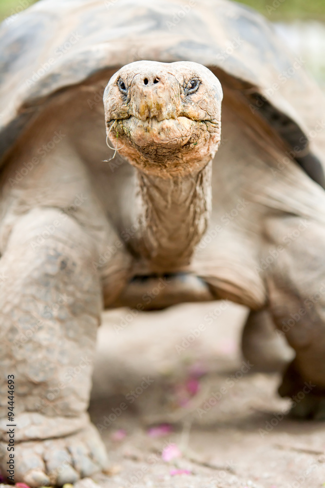 Galapagos giant tortoise,the largest living tortoise species,can weigh over 400kg and measure up to 1.8 meters,making it one of the longest lived vertebrates. Galapagos giant tortoise,the largest living tortoise species,can weigh over 400kg and measure up to 1.8 meters,making it one of the longest lived vertebrates.