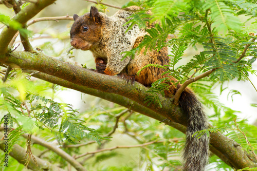 Discover the beauty of a male fox squirrel thriving in its natural habitat within the lush Ecuadorian rainforest.