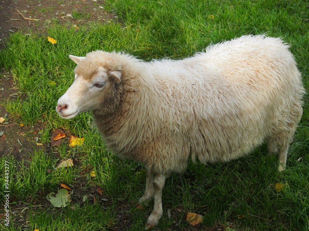 Obraz premium Haussschaf auf der Weide