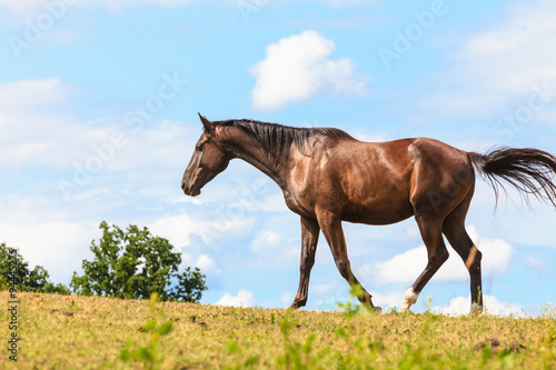 Fototapeta Naklejka Na Ścianę i Meble -  Majestic graceful brown horse in meadow.