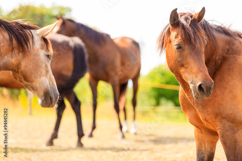 Fototapeta Naklejka Na Ścianę i Meble -  Majestic graceful brown horses in meadow.