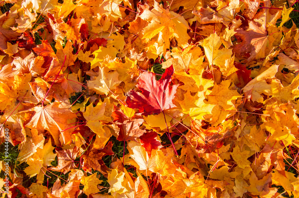 colorful ground of autumn leaves