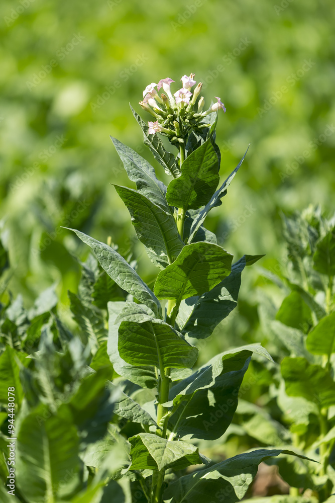 Blooming tobacco plants with leaves, flowers and buds Blooming tobacco plants with leaves, flowers and buds