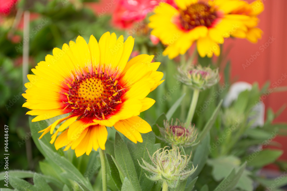 Fototapeta premium sunflowers