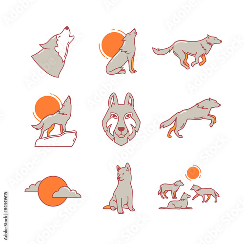 Wolves hauling, jumping and running, cub, pack