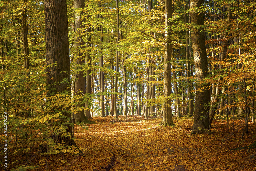 Fototapeta premium deciduous forest on a sunny autumn day with colorful leaves on t