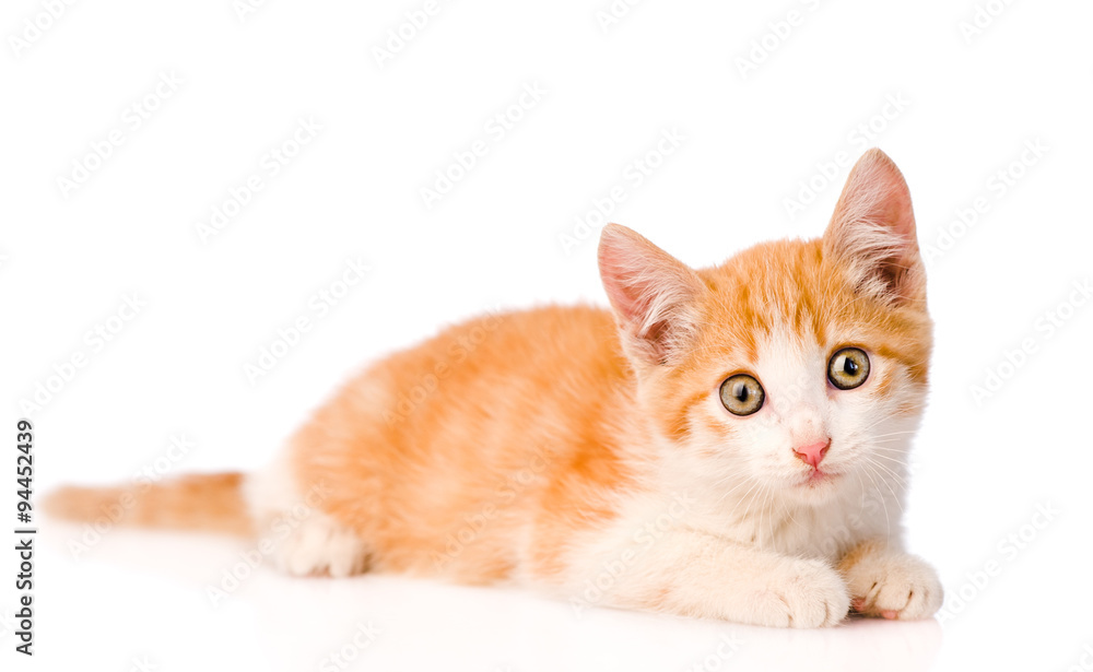 orange kitten looking at camera. isolated on white background orange kitten looking at camera. isolated on white background