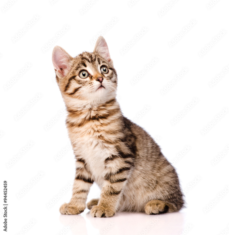 Scottish kitten looking away. isolated on white background Scottish kitten looking away. isolated on white background