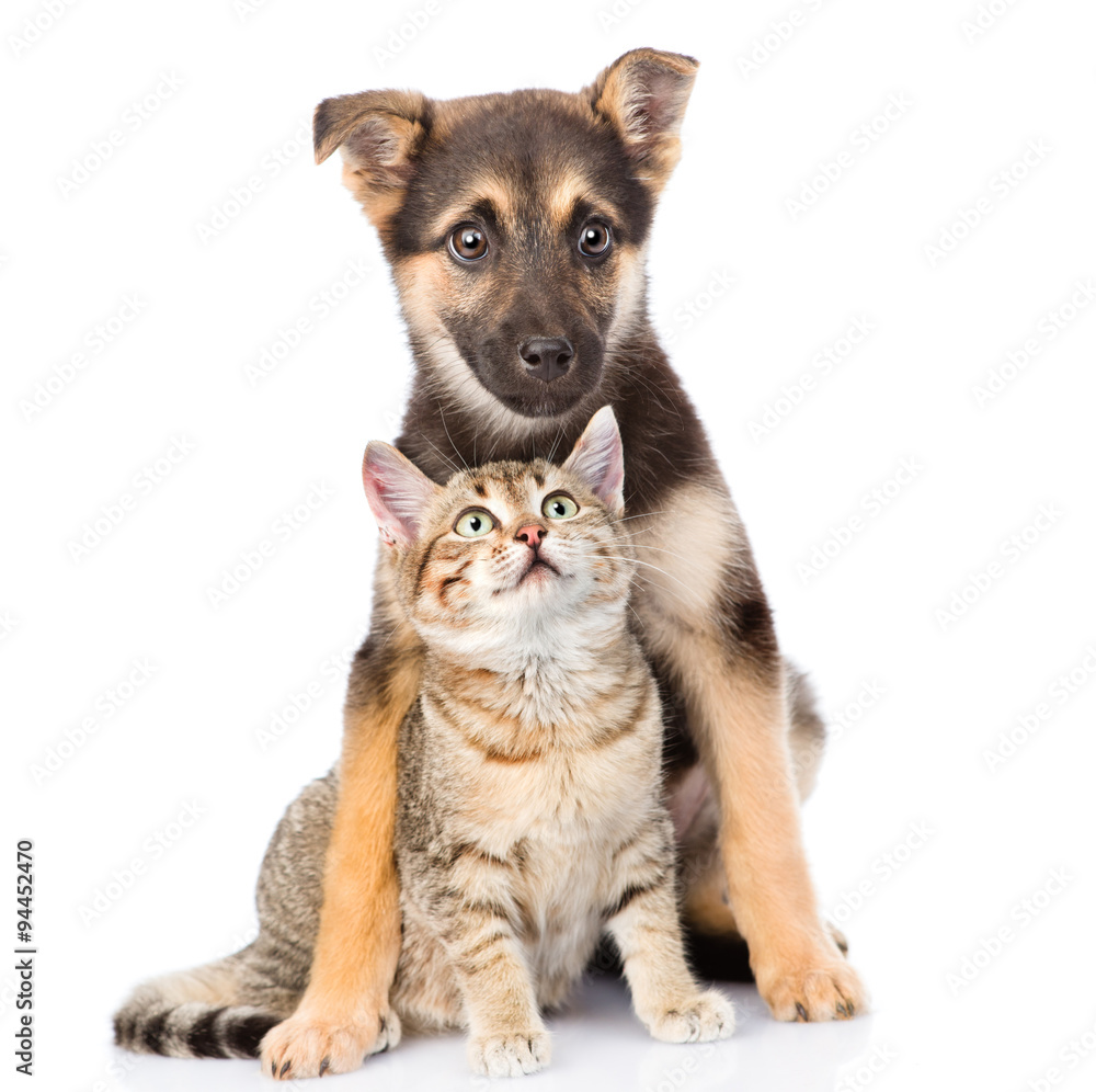 crossbreed and small tabby cat. isolated on white background crossbreed and small tabby cat. isolated on white background