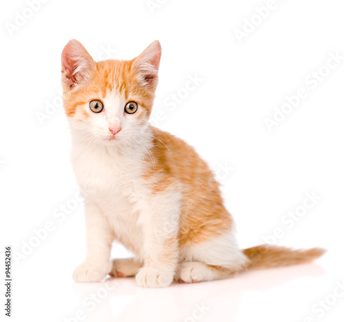 small orange tabby kitten. isolated on white background