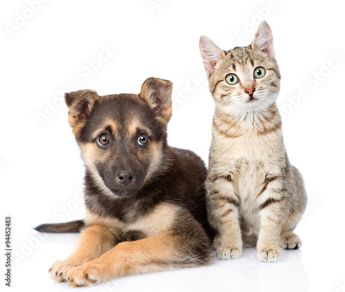 Fototapeta Naklejka Na Ścianę i Meble -  dog and  kitten. looking at camera. isolated on white background