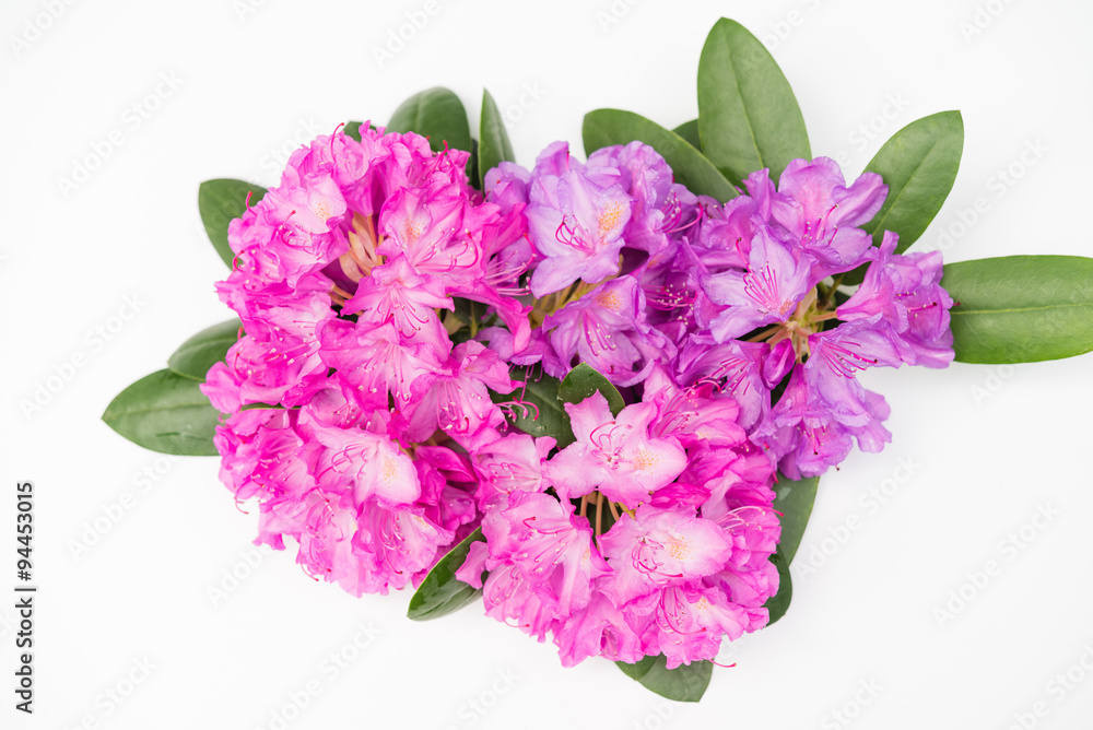 Aerial view pink lilac Rhododendron blossoms isolated white background. Closeup evergreen magenta blooming rhododendron bouquet national flower of Nepal