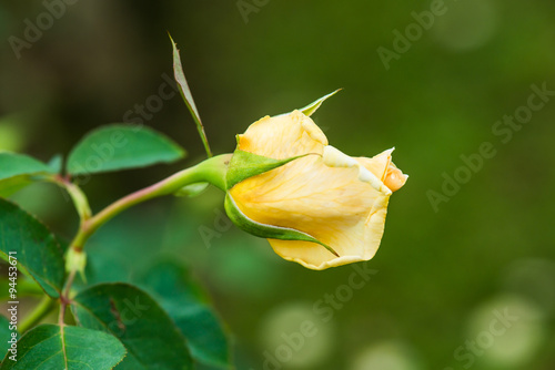 Bhubing 4 Rose or Yellow and Pink Rose in Garden photo