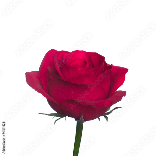 single red rose  isolated  background