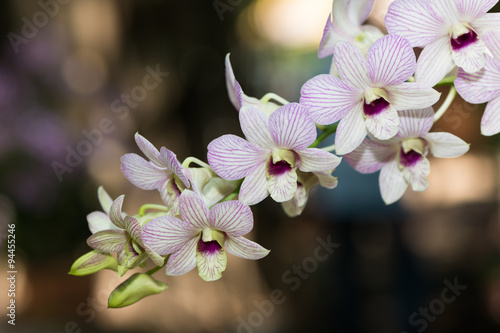 Fotografie Hybrid light pink dendrobium orchid flower