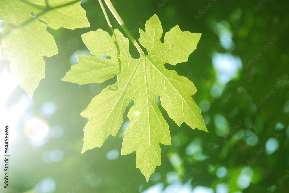 Fototapeta premium fresh green leaf