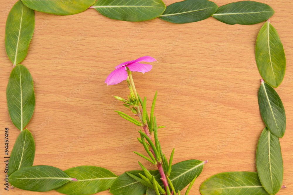 Pink flower with green leaf Pink flower with green leaf